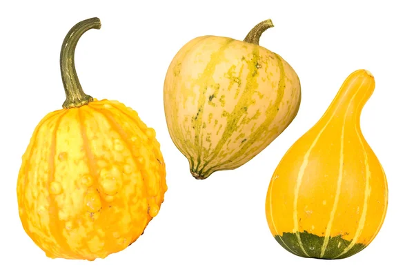 stock image Yellow gourds