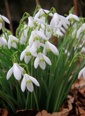 Snowdrops clipart