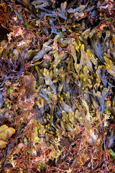 stock image Seaweed
