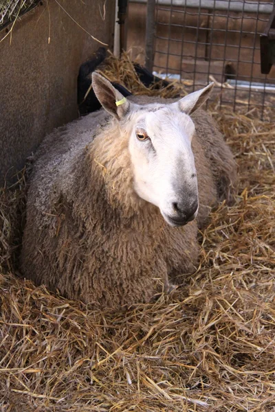 Recinto per pecore — Foto Stock