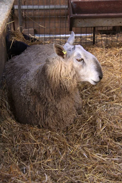 Recinto per pecore — Foto Stock