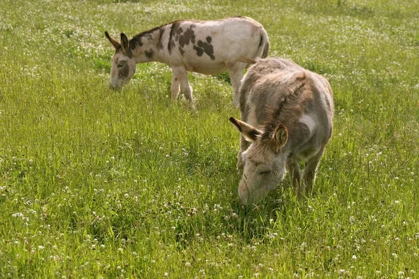 Two Donkeys — Stock Photo, Image