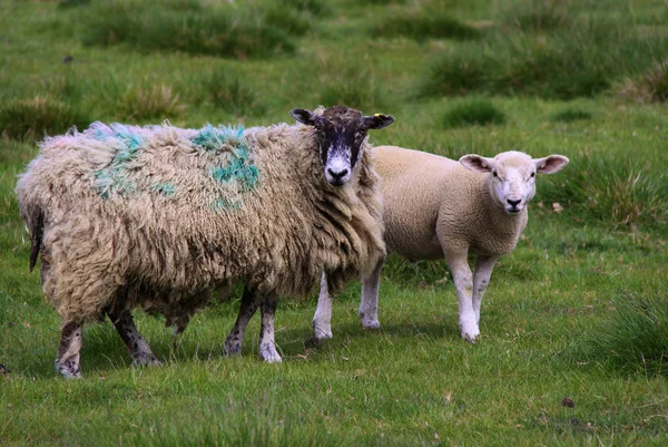 Sheep in Field — Stock Photo, Image
