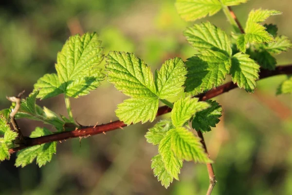 stock image Branches of raspberry.