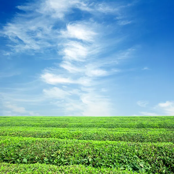 Большие площади чайной плантации — стоковое фото
