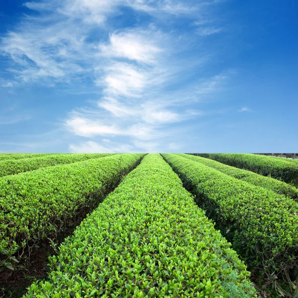 Великі ділянки чайної плантації — стокове фото