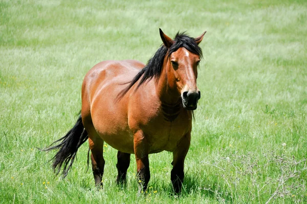 Cavalo em Valderejo (País Basco ) — Fotografia de Stock