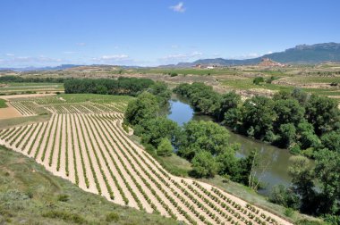 üzüm bağları, la rioja, İspanya ile peyzaj