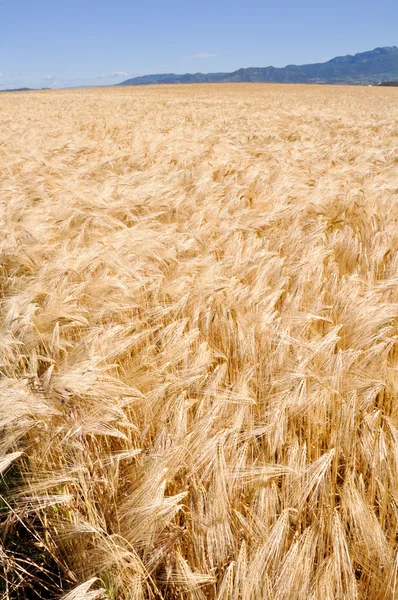 黄金の小麦畑、ラ ・ リオハ州 （スペイン) — ストック写真