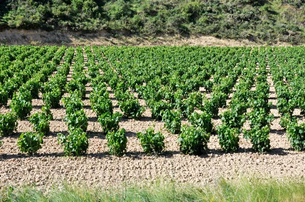 Vinhedo no verão, La Rioja (Espanha ) — Fotografia de Stock