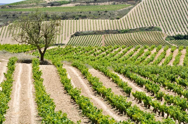 Виноградник летом, Ла-Риоха (Испания) ) — стоковое фото