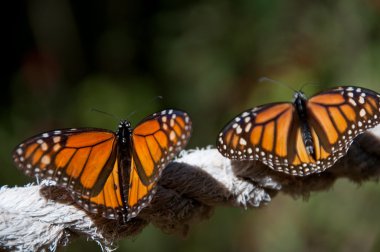 Monarch kelebek biyosfer rezervi, michoacan, Meksika