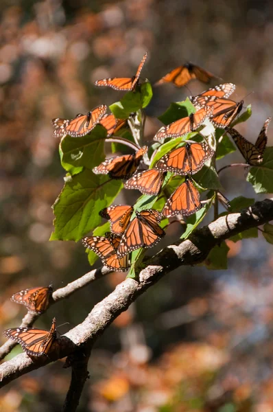 モナーク蝶生物圏保護区、ミチョアカン州、メキシコ — ストック写真