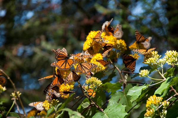 Monarch butterfly biosfery, michoacan, Meksyk — Zdjęcie stockowe