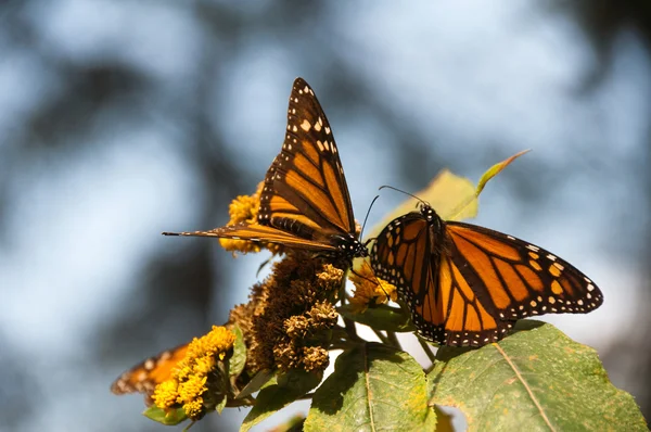 Monarch butterfly biosfery, michoacan, Meksyk — Zdjęcie stockowe