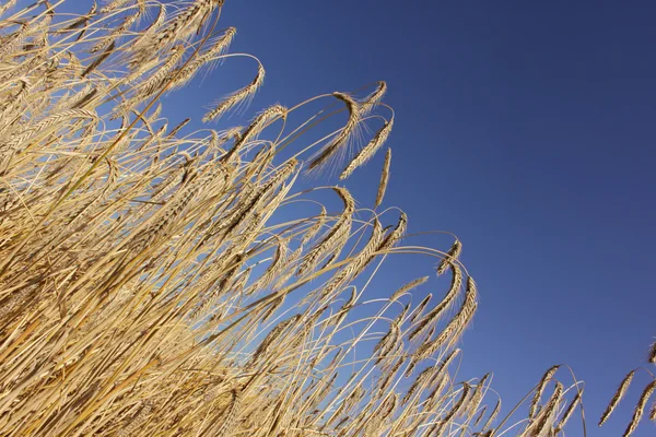 stock image Wheat farm