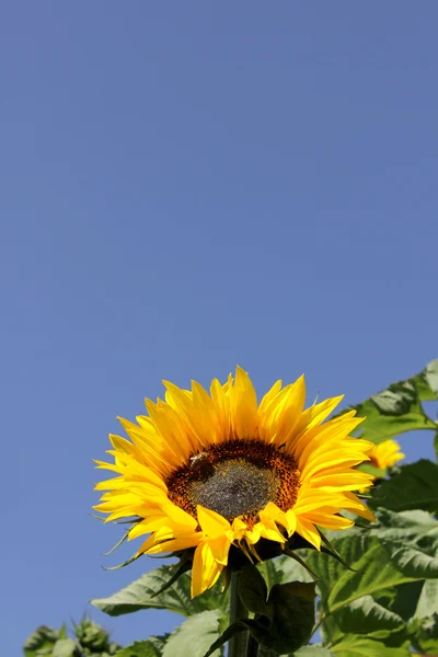 Portrait of a sunflower — Stock Photo, Image