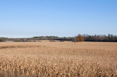 Corn field clipart