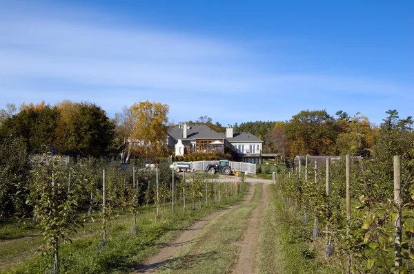 stock image Apple farm