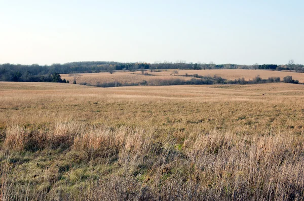 Желтое кукурузное поле — стоковое фото