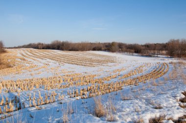 Harvested corn field clipart