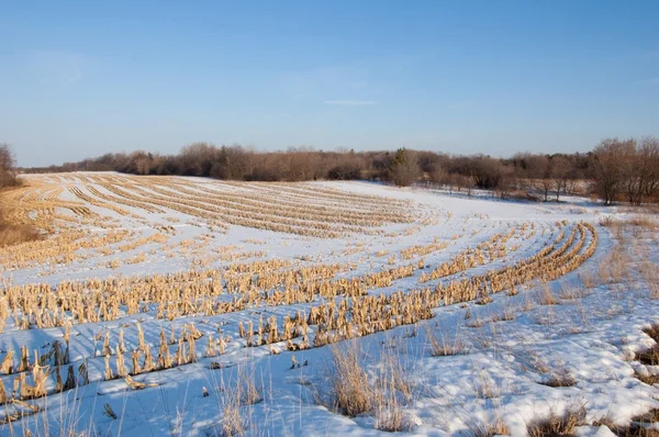 수확된 옥수수 밭 — 스톡 사진