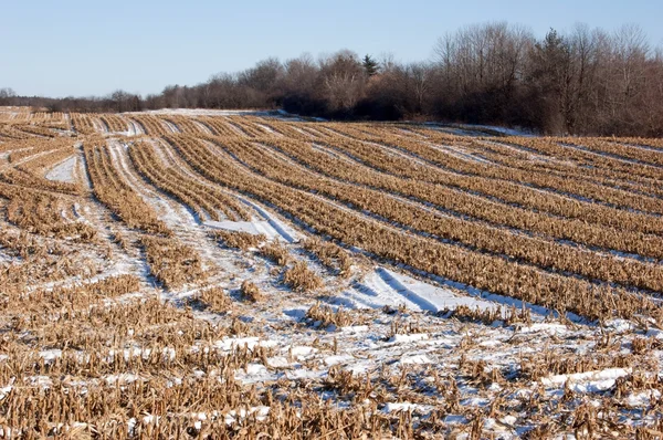 Polu zbioru kukurydzy — Zdjęcie stockowe