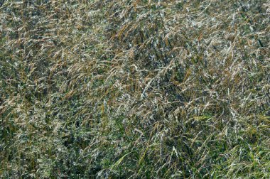 Deschampsia seppitosa