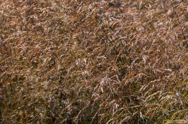 Deschampsia seppitosa