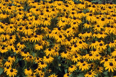 Rudbeckia