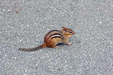 Doğu chipmunk