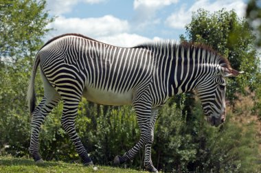 Grevy'nın Zebra