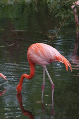 Amerikan flamingo