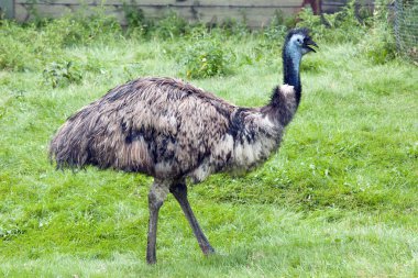 Picture of the Emu clipart