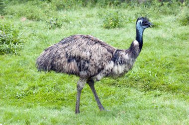 Emu on grass clipart