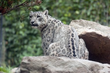 Snow leopard clipart