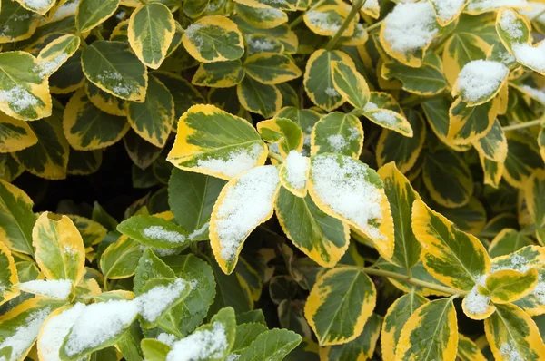 stock image Euonymus fortune