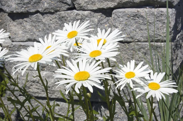 stock image Leucanthemum maximum