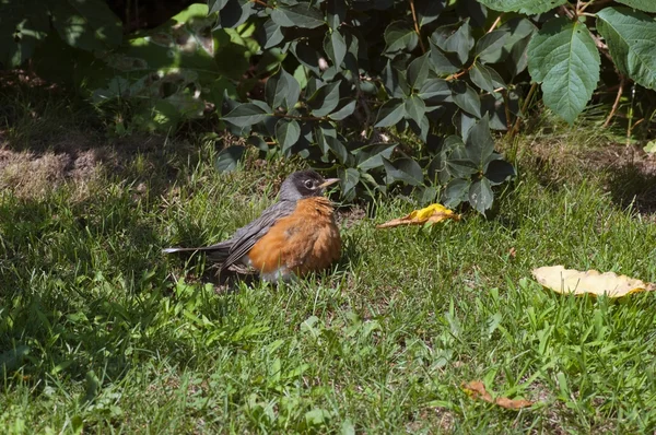 Amerikansk robin – stockfoto