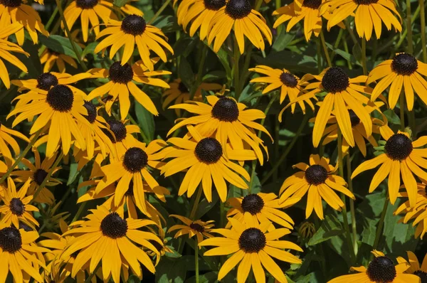 stock image Rudbeckia