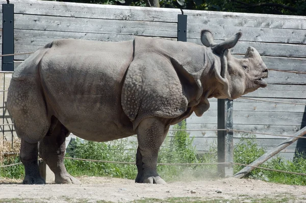Носорог однокорневый — стоковое фото