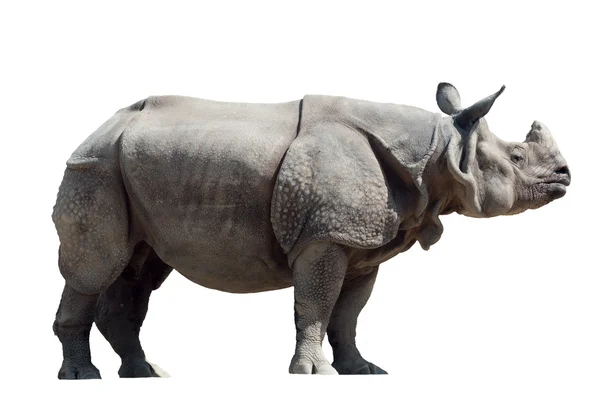 Rhinoceros unicornis — Stock Photo, Image