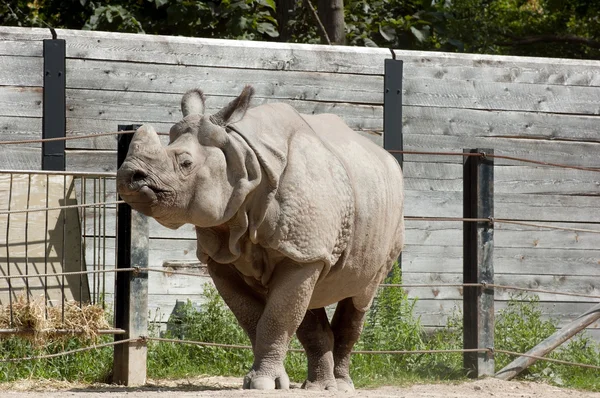 Rinoceronte unicornio —  Fotos de Stock