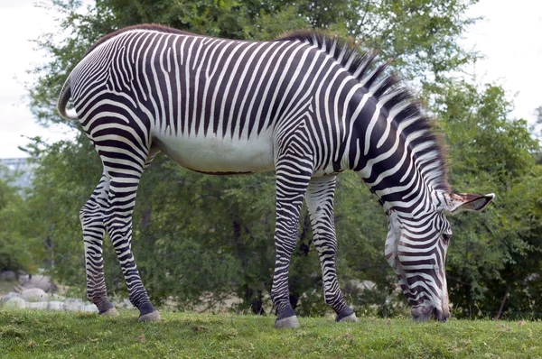 Zebra Grevy'ego — Zdjęcie stockowe