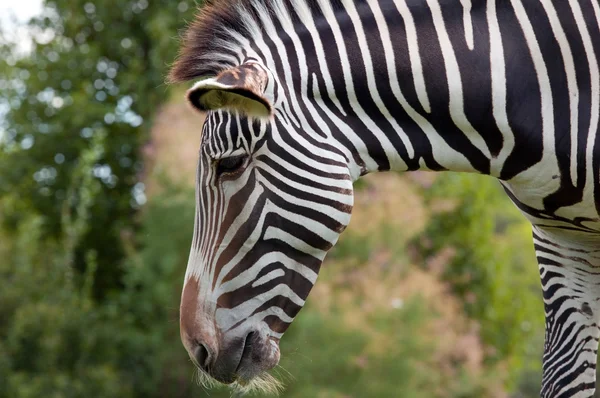 Серая зебра — стоковое фото
