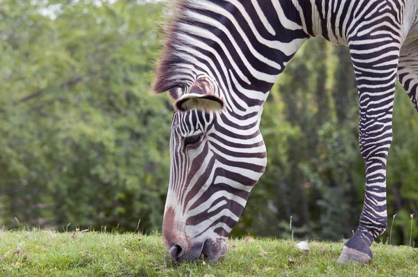 Zebra de Grevy — Fotografia de Stock