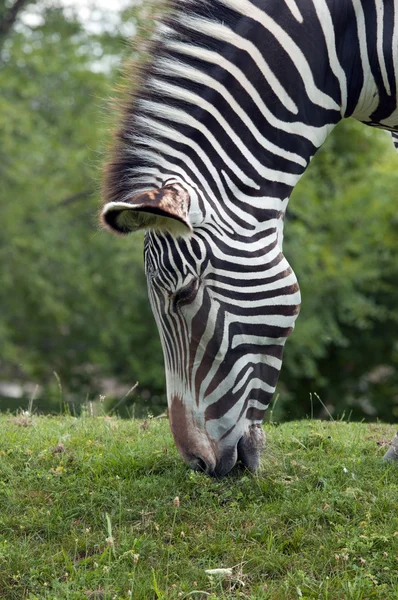 Zebra Grévyho — Stock fotografie