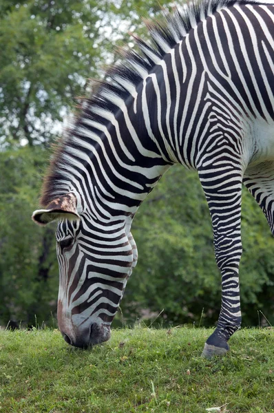 Grevy 's Zebra — стоковое фото