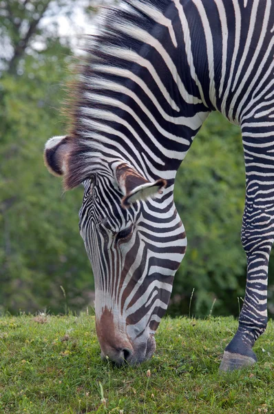 Zebra Grevy'ego — Zdjęcie stockowe