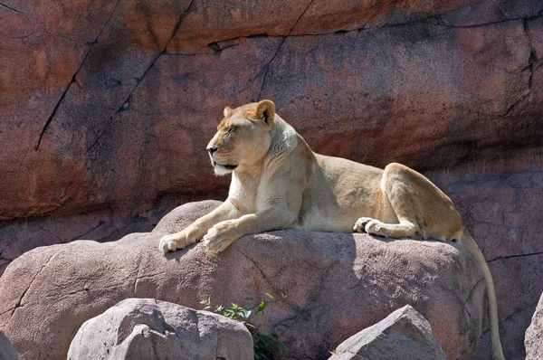 stock image Lioness